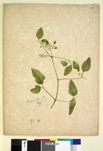 第256页。铁线莲类糖苷，c.1803-06（wc，钢笔，墨水和铅笔） 作者 约翰·威廉·莱温
