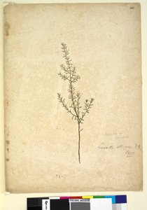 Page 261. Lissanthe strigosa，c.1803-06（wc，钢笔，墨水和铅笔） 作者 约翰·威廉·莱温