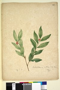 Page 263. Wikstroemia indica，c.1803-06（wc，钢笔，墨水和铅笔） 作者 约翰·威廉·莱温