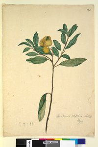 Page 264. Pomaderris elliptica，c.1803-06（wc，钢笔，墨水和铅笔） 作者 约翰·威廉·莱温
