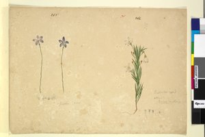 第265页。Glossodia minor; 266. Ricinocarpus，c.1803-06（wc，钢笔，墨水和铅笔）