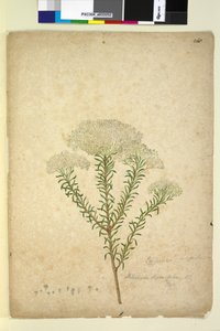 Page 268. Helichrysum diosmifolium Ozothamnus diosmifolius，c.1803-06（wc，钢笔，墨水和铅笔）