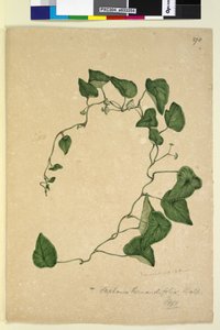 Page 270. Stephania hernandiaefolia，c.1803-06（wc，钢笔，墨水和铅笔） 作者 约翰·威廉·莱温