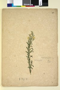 Page 272. Goodenia heterophylla，c.1803-06（wc，钢笔，墨水和铅笔） 作者 约翰·威廉·莱温