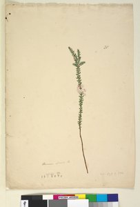 第28页Epacris sparsa，c.1803-06（wc，钢笔，墨水和铅笔）