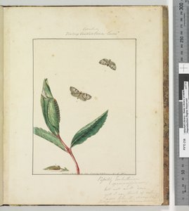 第31页板8 Ara .. Tortrix Australana Lewin，1803-04（手工彩色蚀刻印刷品） 作者 约翰·威廉·莱温