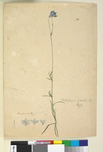 Page 36. Wahlenbergia gracilis，c.1803-06（wc，钢笔，墨水和铅笔） 作者 约翰·威廉·莱温