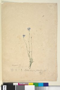第37页。Wahlenbergia gracilis，c.1803-06（wc，钢笔，墨水和铅笔） 作者 约翰·威廉·莱温