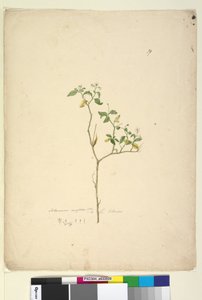 第39页。龙葵（Solanum nigrum），c.1803-06（wc，钢笔，墨水和铅笔） 作者 约翰·威廉·莱温