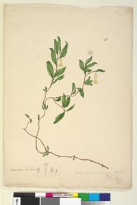 第43页.Billardiera scandens，c.1803-06（wc，钢笔，墨水和铅笔）