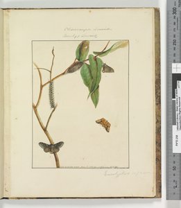 Page 47. Plate 12 Clisiocampa Lewinae Bombyx Lewinae，1803-04（手工彩色蚀刻版画） 作者 约翰·威廉·莱温
