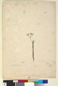 Page 49. Trachymene linearis，c.1803-06（wc，钢笔，墨水和铅笔） 作者 约翰·威廉·莱温