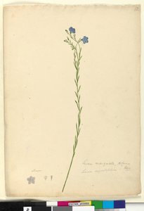 第52页.Linum marginale，c.1803-06（wc，钢笔，墨水和铅笔） 作者 约翰·威廉·莱温