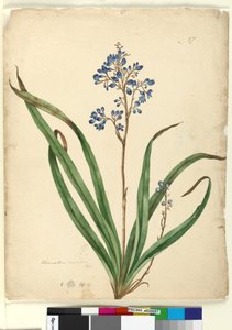 Page 57. Dianella caerulea，c.1803-06（wc，钢笔，墨水和铅笔）