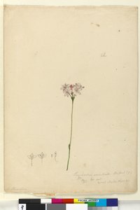 Page 63. Burchardia umbellata，c.1803-06（wc，钢笔，墨水和铅笔） 作者 约翰·威廉·莱温