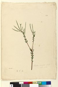 Page 64. Baeckea densifolia，c.1803-06（wc，钢笔，墨水和铅笔） 作者 约翰·威廉·莱温