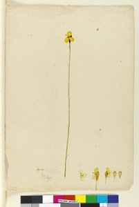 第6页Xyris operculata，c.1803-06（wc，钢笔，墨水和铅笔） 作者 约翰·威廉·莱温