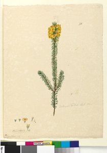 Page 73. Dillwynia rubis？，c.1803-06（wc，钢笔，墨水和铅笔） 作者 约翰·威廉·莱温