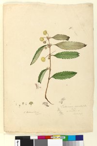 Page 81. Callicoma serratifolia，c.1803-06（wc，钢笔，墨水和铅笔）