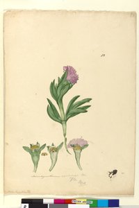 Page 82. Mesembryanthemum aequilaterale，c.1803-06（wc，钢笔，墨水和铅笔） 作者 约翰·威廉·莱温