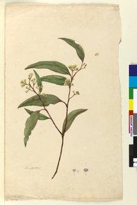 Page 83. Eucalyptus，c.1803-06（wc，钢笔，墨水和铅笔） 作者 约翰·威廉·莱温