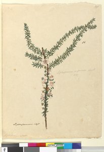 Page 86. Leptospermum scoparium，c.1803-06（wc，钢笔，墨水和铅笔） 作者 约翰·威廉·莱温