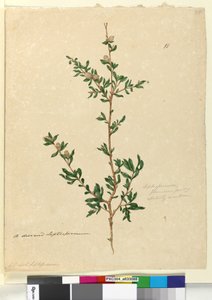 Page 88. Leptospermum flavescens，c.1803-06（wc，钢笔，墨水和铅笔） 作者 约翰·威廉·莱温