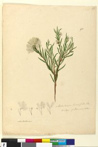 第92页。Melaleuca linariifolia，c.1803-06（wc，钢笔，墨水和铅笔） 作者 约翰·威廉·莱温