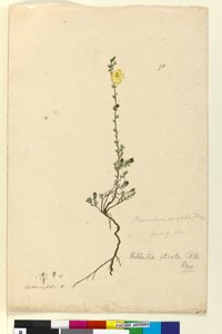 Page 93. Hibbertia stricta，c.1803-06（wc，钢笔，墨水和铅笔） 作者 约翰·威廉·莱温