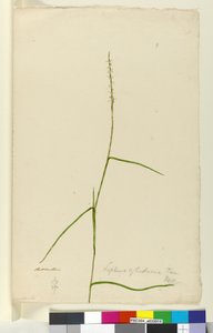 第9页.Lepturus cylindricus，c.1803-06（wc，钢笔，墨水和铅笔） 作者 约翰·威廉·莱温