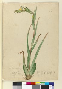 湖Phylidrum lanuginosum，c.1803-06（wc，钢笔，墨水和铅笔） 作者 约翰·威廉·莱温