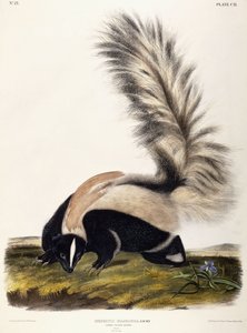 大尾臭鼬，1846年