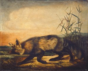 长尾红狐，18481854。