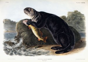 海獭，年轻男性，1848年