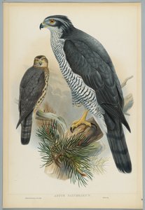 Astur Palumbarius  -  Goshawk，由J. Wolf绘制，由HC Richter雕刻