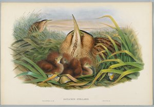 Botaurus Stellaris  -  Bittern，由HC Richter雕刻