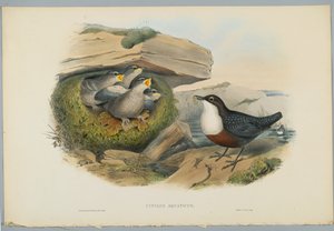 Cinclus Aquaticus  - 由HC Richter雕刻的Water Ousel或Dipper