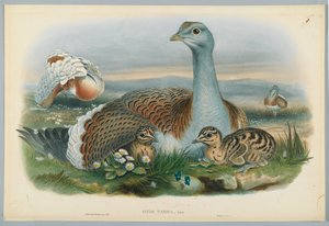 Otis Torda  - 由M.Willter雕刻的J. Wolf绘制的Great Bustard