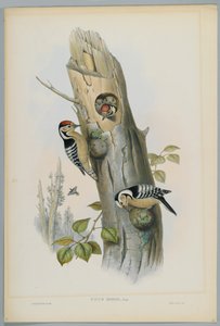Picus Minor  - 小型斑点啄木鸟，由HC Richter雕刻
