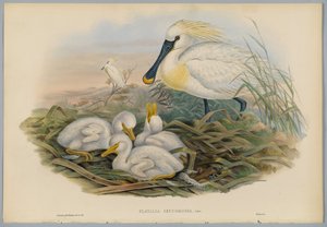 Platalea Leucorodia  -  Spoonbill和Young，由HC Richter雕刻
