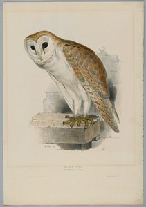 Strix Flammea  - 谷仓猫头鹰