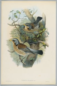 Turdus Pilarus  -  Juniper Thrush，由HC Richter雕刻