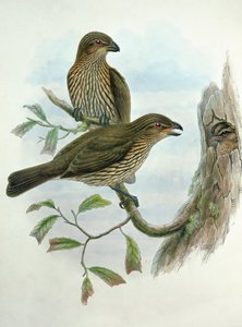 Ailuroedus Dentirostris，牙喙猫鼬