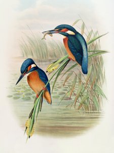Alcedo Ispida，来自John Gould的“The Birds of Great Britain”，1862-73出版（手工彩色版画）