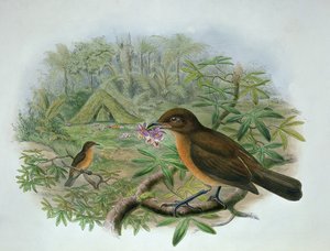 Amblyornis Inornatus，Vogelkop Gardener Bowerbird