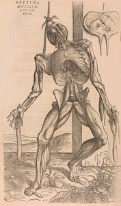 De humani corporis fabrica Of the Structure of the Human Body, 1555. 作者 卡尔卡的约翰