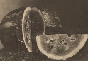 男子切西瓜，1898-1903年。 作者 约翰逊