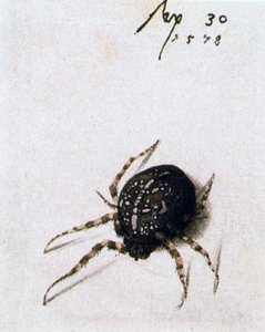 女蜘蛛，1578年 作者 乔里斯·霍夫纳格尔