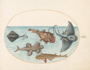 鱼，约1575年至80年 作者 乔里斯·霍夫纳格尔