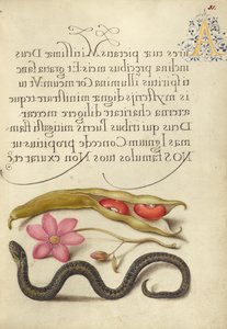 芸豆、罂粟花葵和 Adder 作者 格奥尔格·博克斯凯